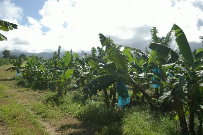 Bananeraie - Guadeloupe